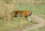 Flip side of tiger conservation success story (Watch)