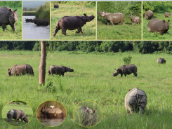 Where on earth can you photograph 18 rhinos within two hours