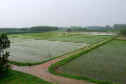 Nepal's monsoon rains drop nearly 10 per cent below average this season