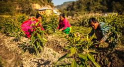 Jhapa is becoming a thriving herbal plant centre
