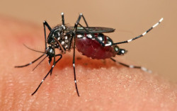 Dengue calling to be declared an epidemic 