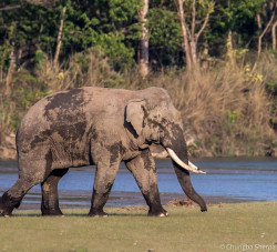 Chitwan National Park installs cameras to track violent wildlife