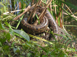 Burmese pythons in Lumbini distract bird counters