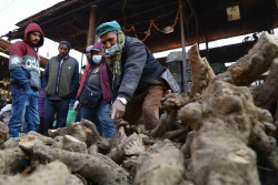 Sankranti rush: Buyers flock to yam vendors (Photo gallery)