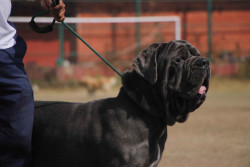 Puppies galore at Grand Dog Show