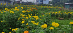 Deepawali demand for marigold flowers soars