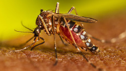 Dengue fever: One reporter's ordeal
