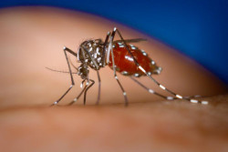 Lalitpur reports dengue cases