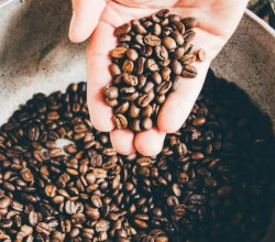 Here’s how your cup of coffee contributes to climate change