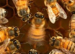 Unlocking secrets of the honeybee dance language