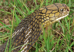 Nag Panchami Puja amid snake extinction worries (Photo Gallery)