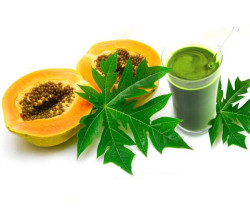 Can papaya leaf juice help fight dengue?