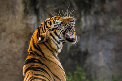Tiger kills 61-year-old Bardiya man