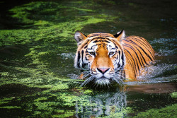 Elderly man killed in tiger attack