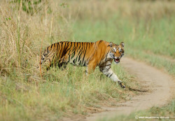 ‘Nobody should make us tigers’ prey:’ Pabitra KC, who lost her husband to tiger attack