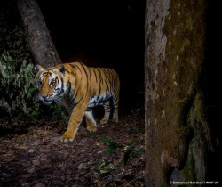 Nepal nearly triples tiger population