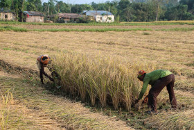 Chitwan records rise in paddy production