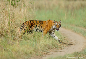 https://www.nepalminute.com/detail/496/flip-side-of-tiger-conservation-success-story-watch