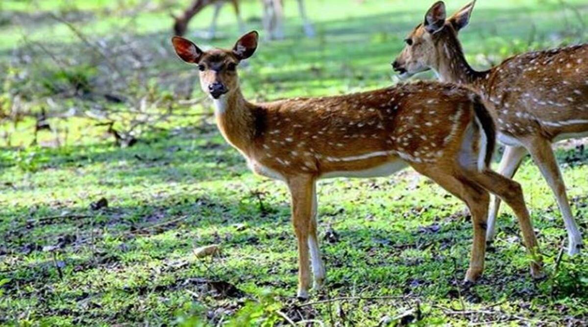 49 wild animals die in four months in CNP 49 wild animals die in four months in CNP
