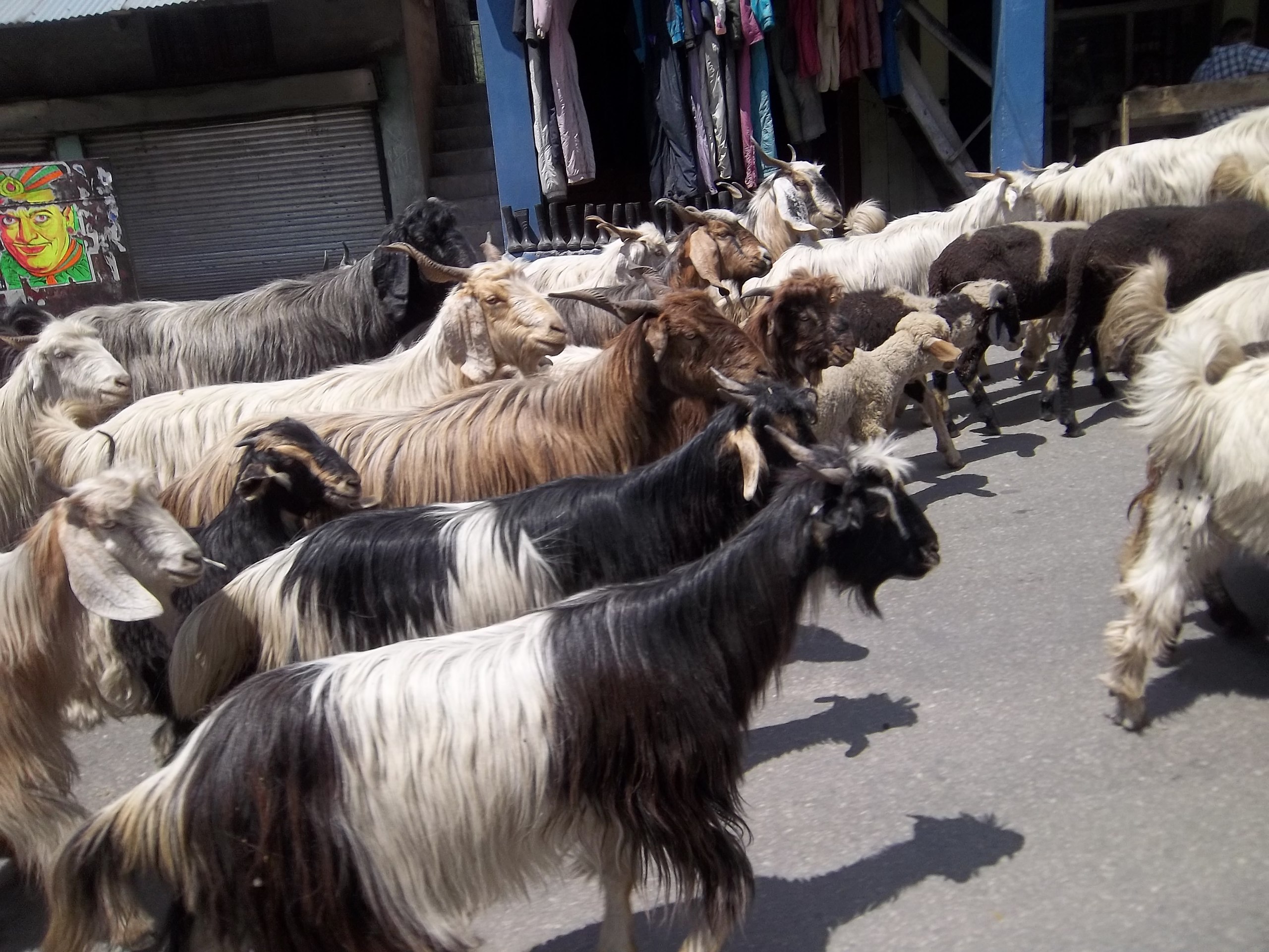 Mtn Goat Dinar Guru - nr6mihi